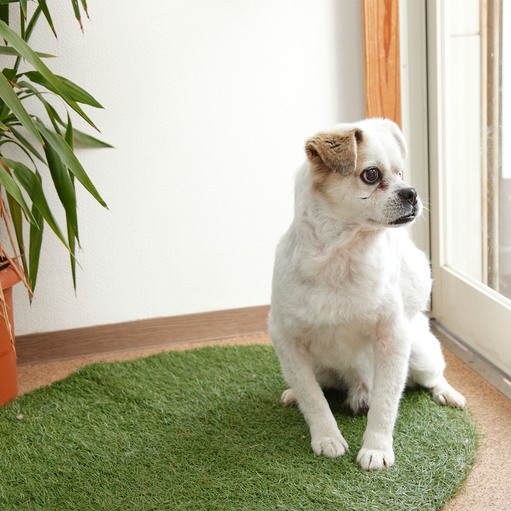 Dog Salon hauori（ハウオリ）